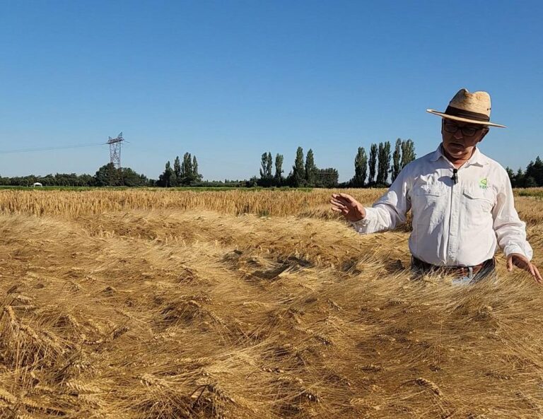 INIA presentó siete nuevas variedades de cereales destinadas a la agricultura nacional