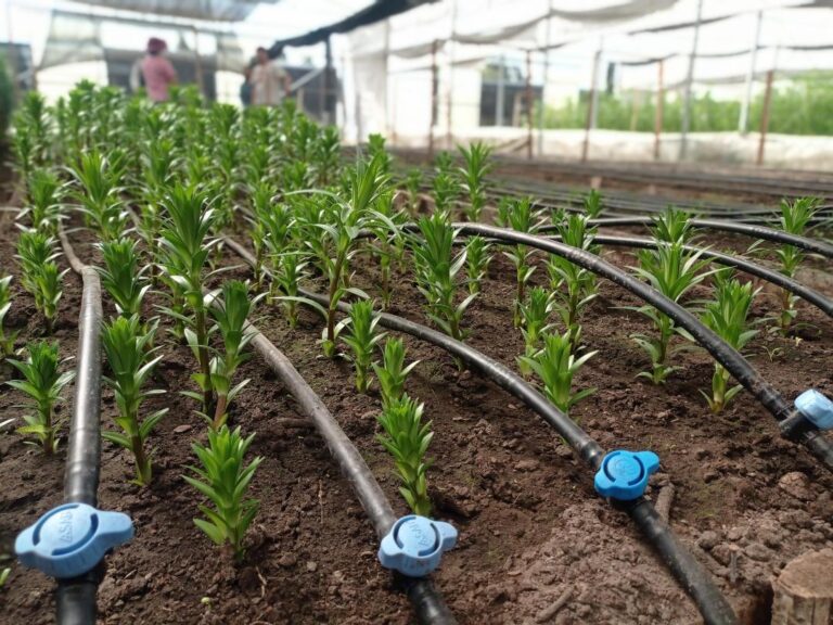 Nuevos pequeños agricultores de Chillán son beneficiados con sistemas de riego