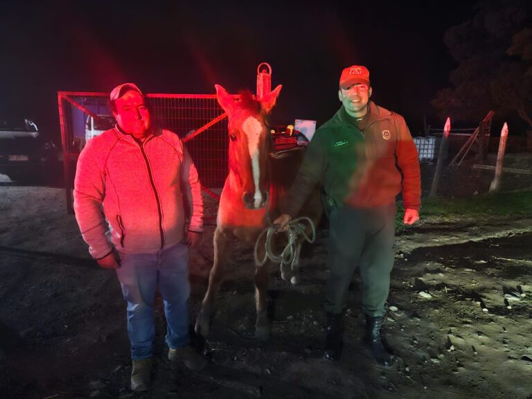 Patrulla de Investigación Táctica Rural recuperó en San Carlos segundo caballar robado en Mulchén