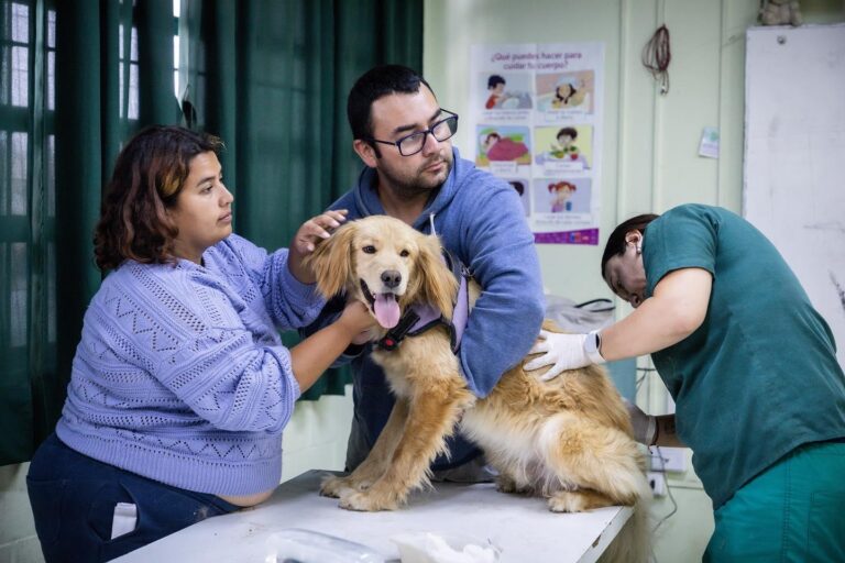 Subdere y Segegob Ñuble llamar a Postular a Fondos Concursables para promover la Tenencia Responsable de Mascotas
