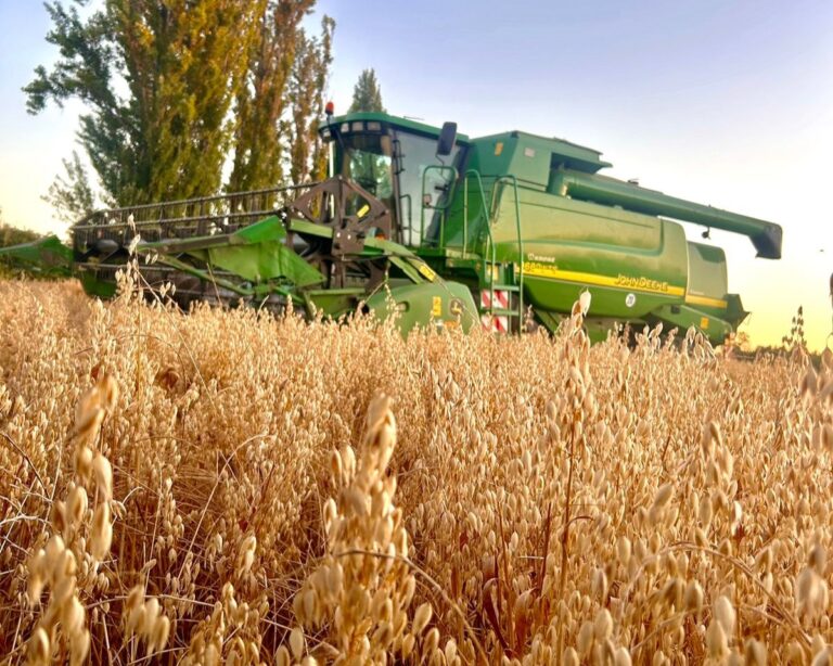 Insostenible: Acusan bajos precios de compra de cereales en El Carmen