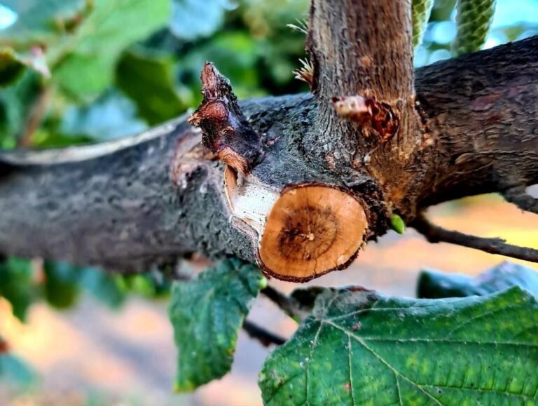 Investigadores INIA profundizan acciones para controlar enfermedades de madera en avellano europeo