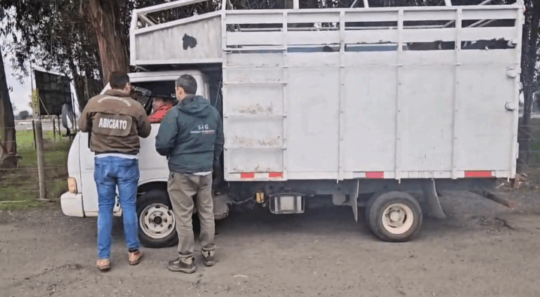 Carabineros detuvo a persona por abigeato y recuperó 2 caballares en Bulnes