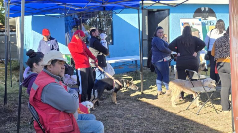 El Carmen completó esterilizaciones a más de mil mascotas de la comuna