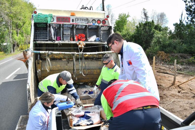 Seremi de Salud de Ñuble realizó 619 fiscalizaciones y decomisó más de 2.300 kilos de carne en Fiestas Patrias