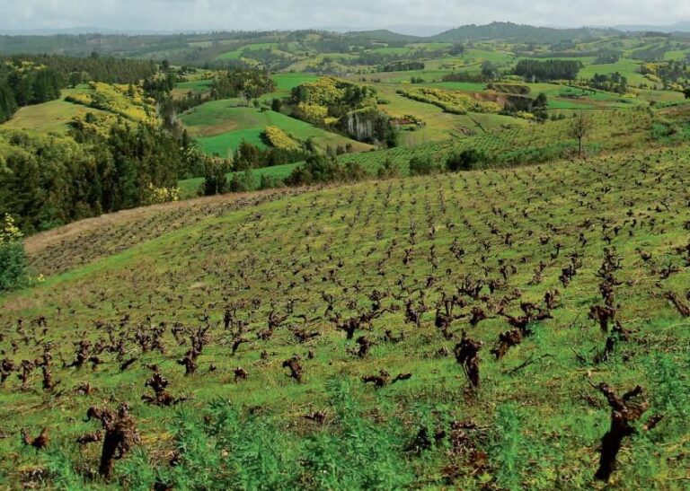 Iniciativa internacional busca fortalecer identidad y presencia de los vinos del Valle del Itata