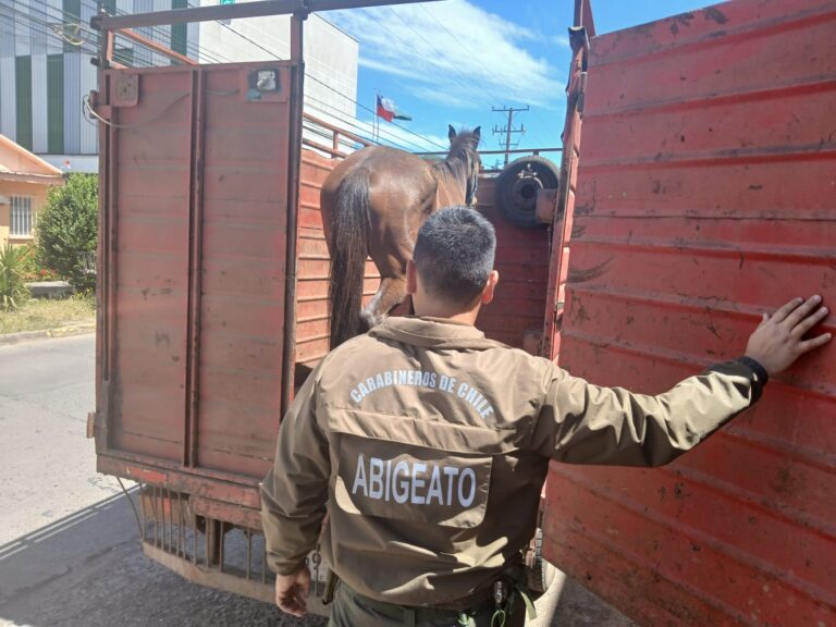 Detienen a conductor de camión de carga que transportaba un caballar sin acreditar su procedencia legal en San Carlos