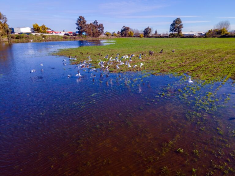Sentencia histórica en Valdivia ratifica protección del Humedal y rechaza reclamación de Galilea S.A