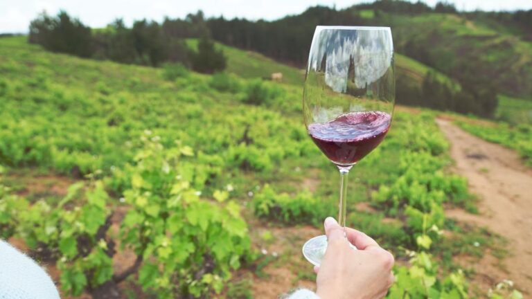 Corfo abre concurso para cofinanciar proyectos de inversión para fortalecer al sector vitivinícola del Valle del Itata