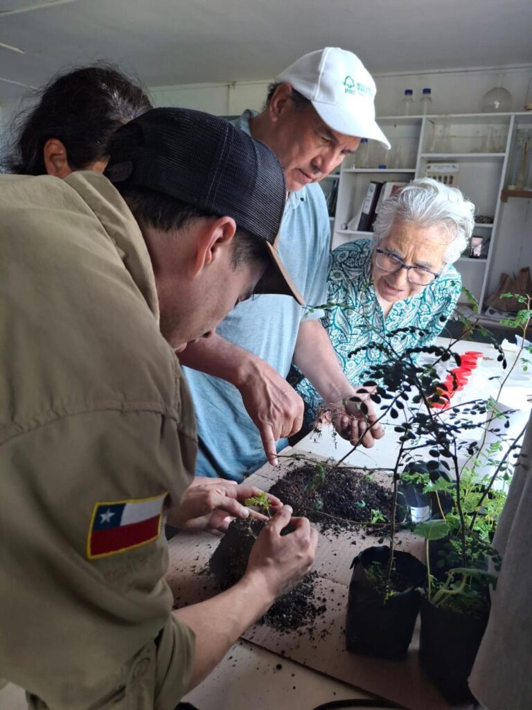Investigadores de Agronomía UdeC y Conaf buscan salvar de la extinción árboles endémicos del Archipiélago Juan Fernández
