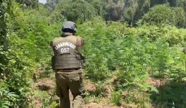 En menos de 24 horas: Carabineros del OS7 Ñuble incautó más de 1.550 millones de pesos en sustancias ilícitas en Yungay y Ñiquén