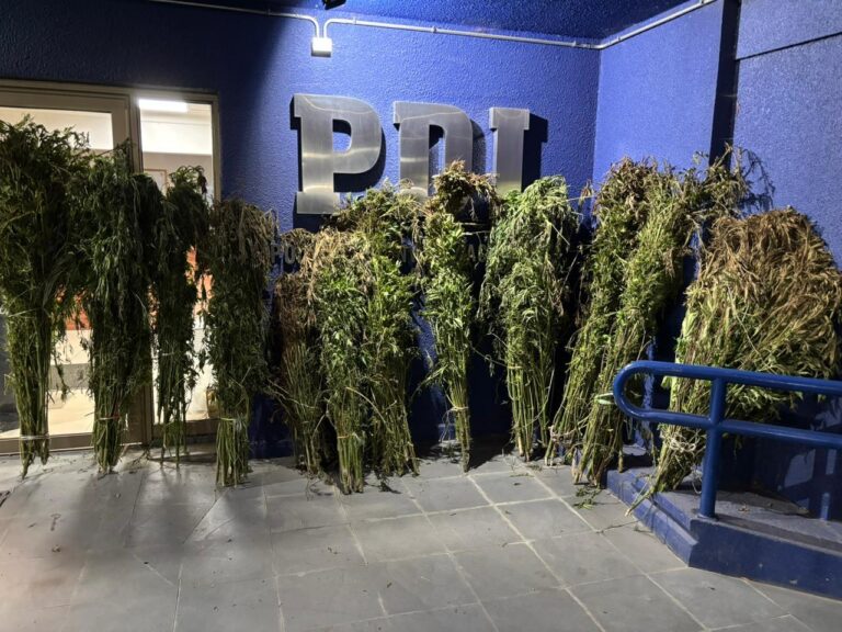 PDI incauta plantación de cannabis en zona de difícil acceso