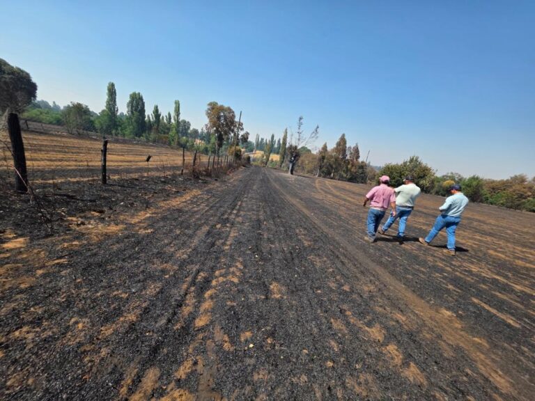 Más de 120 toneladas de trigo y avena se perdieron por incendios en El Carmen
