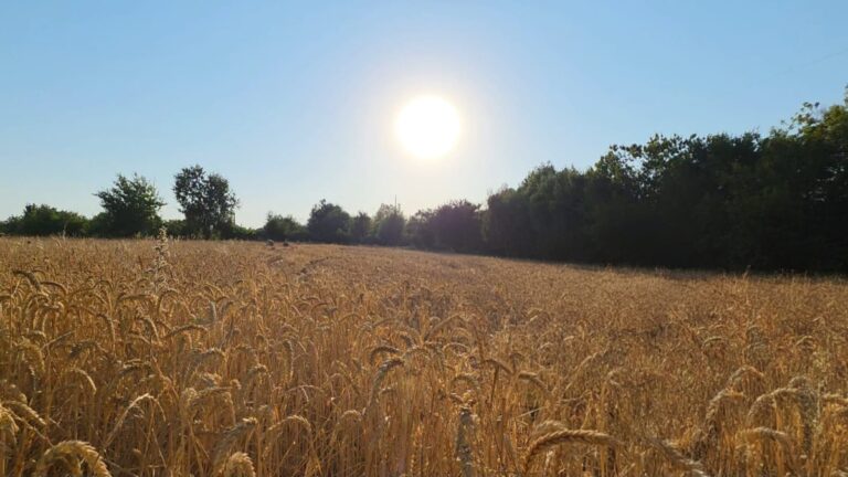El Carmen destaca como la comuna de mayor producción de cereales en Ñuble