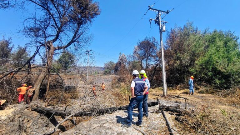 Cuidar la franja de seguridad eléctrica: una tarea compartida para proteger a nuestras comunidades