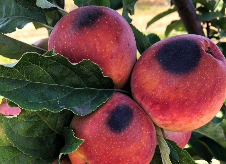 Tercera ola de calor del año eleva alertas por estrés térmico en la agricultura del centro sur