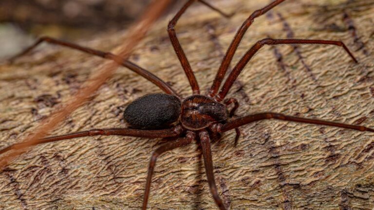 Seremi de Salud refuerza medidas preventivas para evitar mordeduras de araña de rincón en hogares de Ñuble
