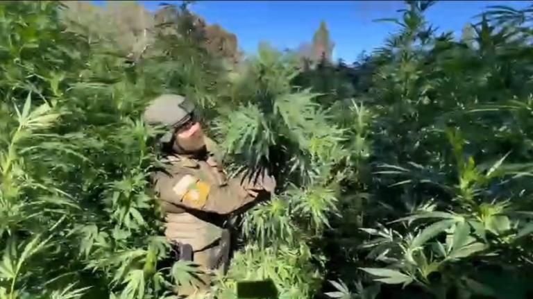 Golpe al narcotráfico en Ñuble: Autoridades informan la incautación de más de 33 mil plantas de marihuana