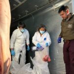 Seremi de Salud decomisa 4 toneladas de animales faenados con timbres de inspección veterinaria adulterados