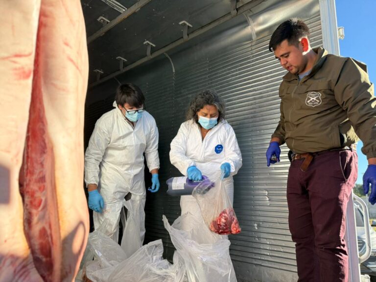Seremi de Salud decomisa 4 toneladas de animales faenados con timbres de inspección veterinaria adulterados