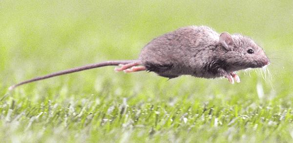 Seremi de Salud de Ñuble reporta primer caso de Hanta en 2026