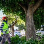 Municipio inicia podas de levantamiento y despeje de señaléticas en Chillán