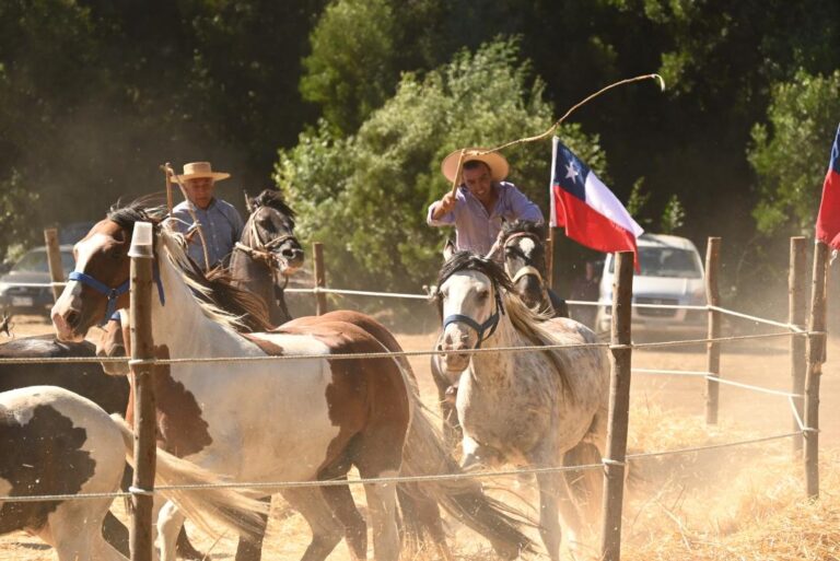 Bulnes vivió sus tradiciones en la trilla yegua suelta de Santa Clara