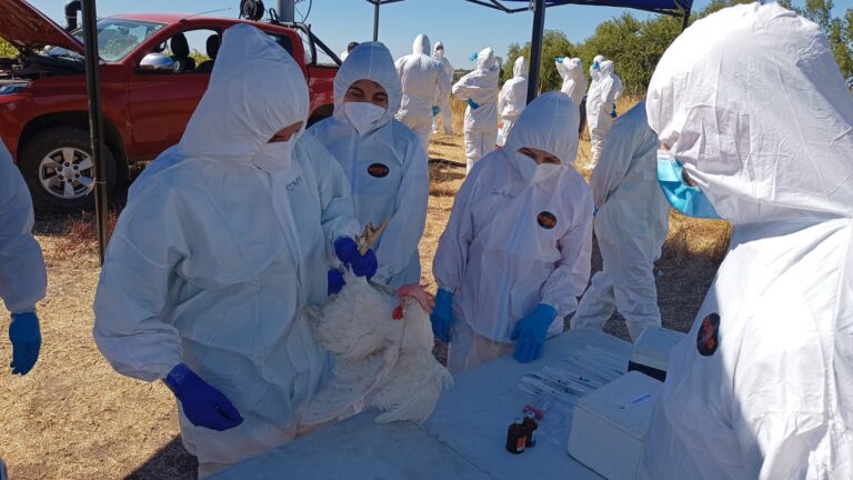 SAG confirma primer caso de influenza aviar altamente patógena en aves de traspatio en la región de Ñuble