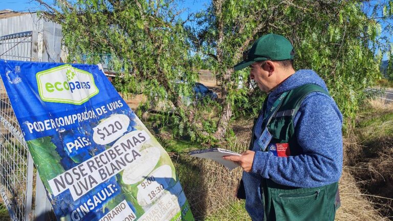 SAG refuerza fiscalización a centros de acopio de uva vinífera en Ñuble