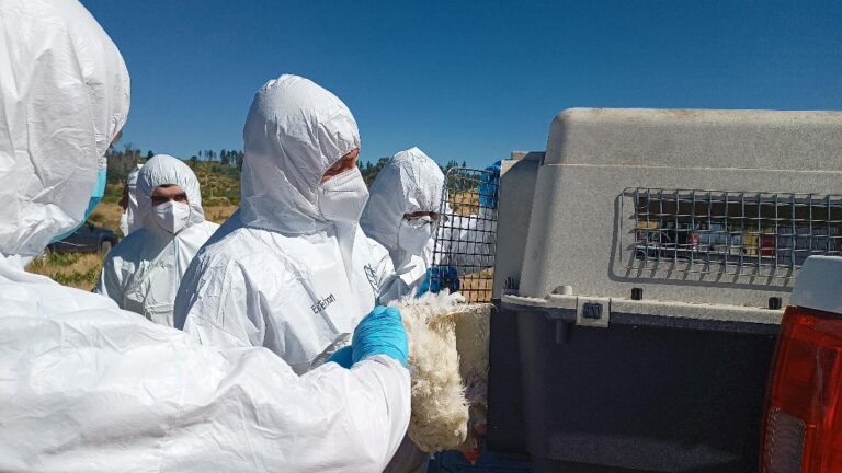 SAG refuerza llamado a prevenir con medidas de bioseguridad en la producción avícola