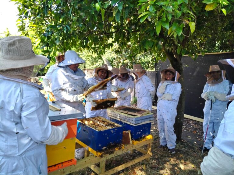 Sence promueve la producción apícola, con cursos ejecutados en tres comunas de Ñuble